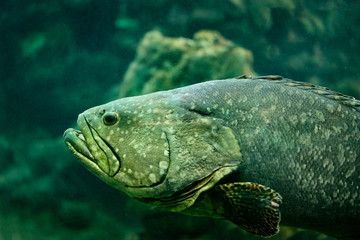 Big grey fish in aquarium.