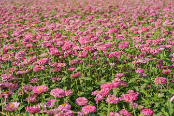 pink Zinnia flower field 