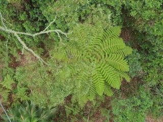 green fern in the rainforest