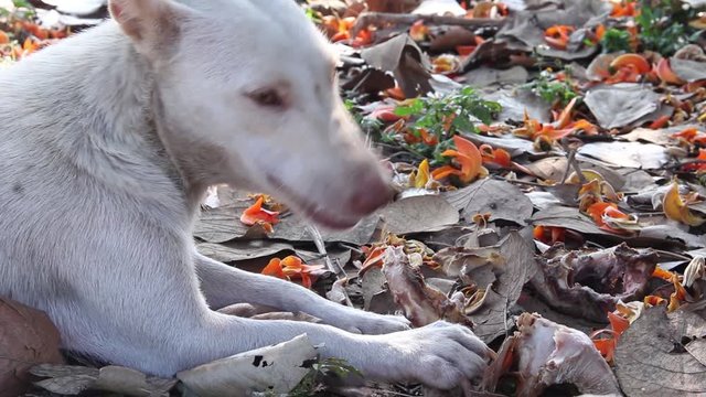 Homeless mother white dog eating &nbsp;bone on the ground &nbsp;with dried leaves and &nbsp;butea monosperma flowers fallen from tree , animal outdoor background