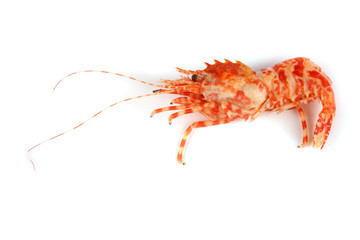 Shrimp isolated on white (northern Bering shrimp)