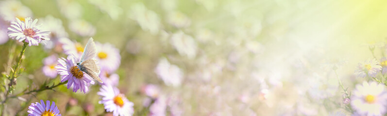 light spring background
