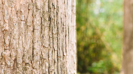 Teak tree in the forest with blurred background