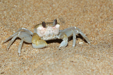 Funny golden ghost crab, Ocypode convexa