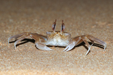 Funny golden ghost crab with big eyes