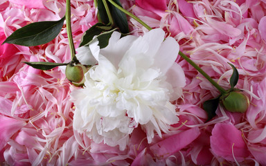 Peony on petals