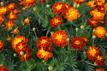 Marigold flowers background