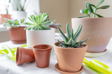 Various plants in different pots on table. Haworthia in a ceramic pot. Concept of indoor garden...