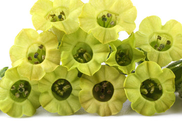 Tobacco flowers. Nicotiana rustica variety