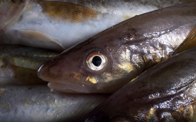 Saffron cods background