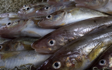 Saffron cods background