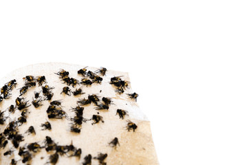 Top view close-up pile of housefly trapped on sticky paper tape isolated on white