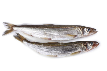 Smelt fish isolated on white. (Big Pacific smelt - Osmerus mordax)