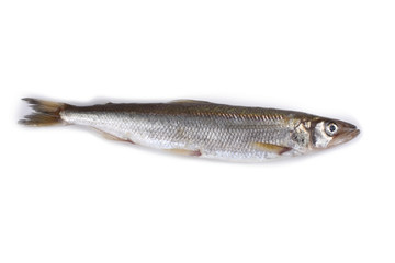 Smelt fish isolated on white. (Big Pacific smelt - Osmerus mordax)