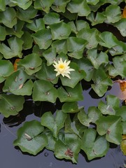 Yellow lotus in the pond