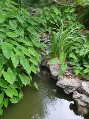 green leaves growing next to stream