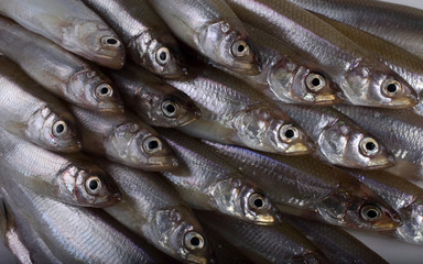Smelt fish