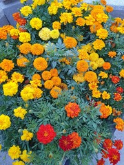 Colourful flowers in the garden