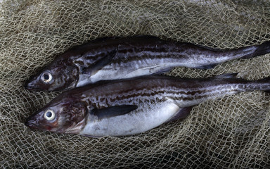 Alaska pollock on net