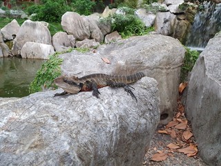Water dragon on the rocks