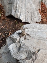 Water Dragon on the rocks