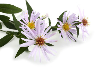 Wild asters isolated on white