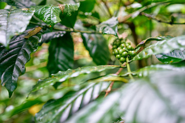 Coffe plant. Branch with green berries.