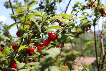Nanking cherry bush