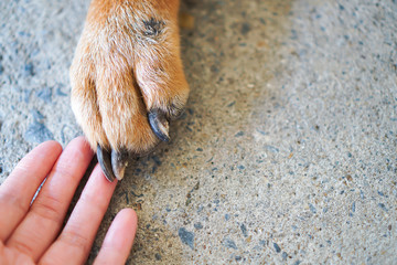 Old dog foot touch woman finger on concrete background ,selective focus on dog nail ,love...