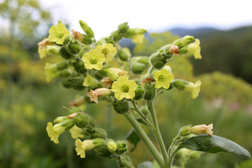 Mapacho tobacco plant flowers