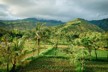 A beautiful view on a vast green vale in Indonesia
