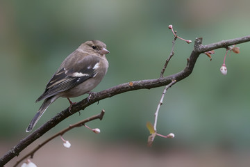 Common Chaffinch (Fringilla coelebs) on a branch in the forest of Noord Brabant in the Netherlands. 