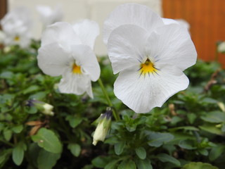 Hornveilchen weisse Blüten