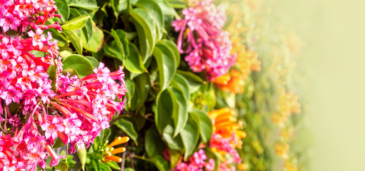 flower spring background