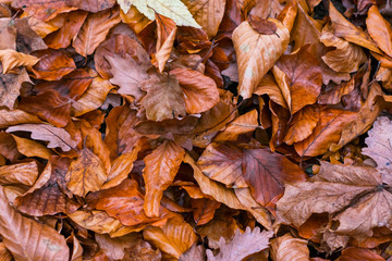 Autumn foliage that fell from the trees lies on the ground with an even layer of grass. Photo top view for wallpaper