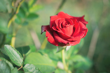 Red rose on a bush in a garden.