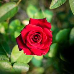 Red rose on a bush in a garden.
