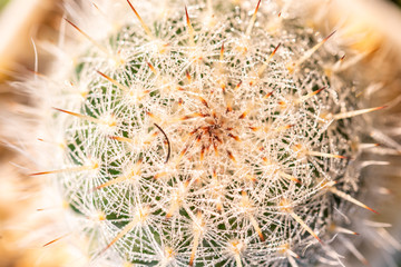 Morning dew on cactus, close up. well known species of cactus