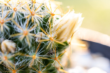 Morning dew on cactus, close up. well known species of cactus