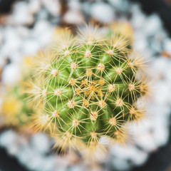 thorn cactus texture background, close up.