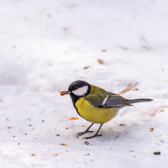 tit in the snow pecks a nut