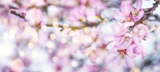 Obraz premium Fresh flowers. Spring background.