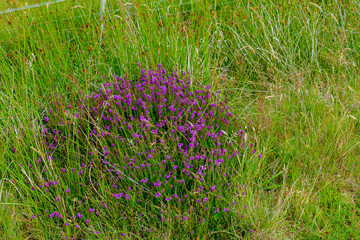 Irische Heide auf einer Wiese in den schottischen Highlands