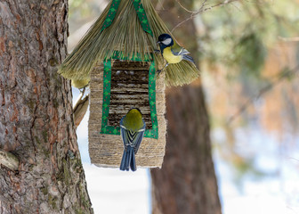 a few birds in a feeder hanging from a tree
