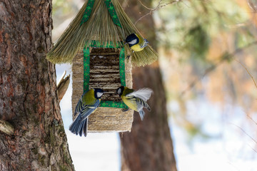 a few birds in a feeder hanging from a tree