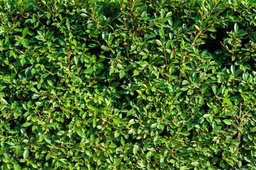 Fototapeta na wymiar Wall of green leaves backgrounds.