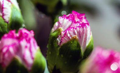Macro close-up of the bud of Dianthus caryophyllus, also known as carnation or clove pink with dew...