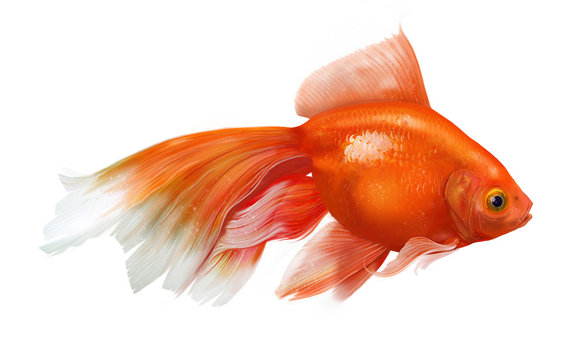 Golden Fish Stock Photos And Royalty Free Images Vectors And Illustrations Adobe Stock