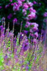 lavender field in provence