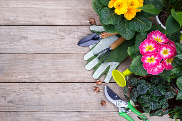 Gardening tools and flowers